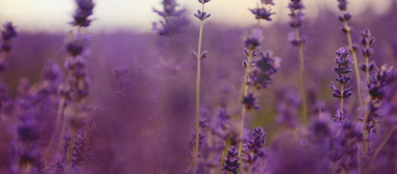 Lavender Growing Wild