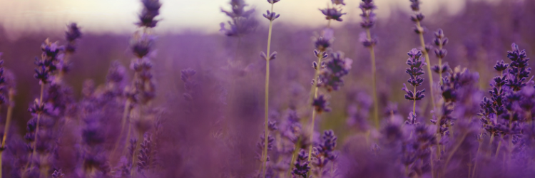 Lavender Growing Wild