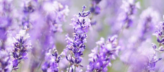 Lavender Flowers