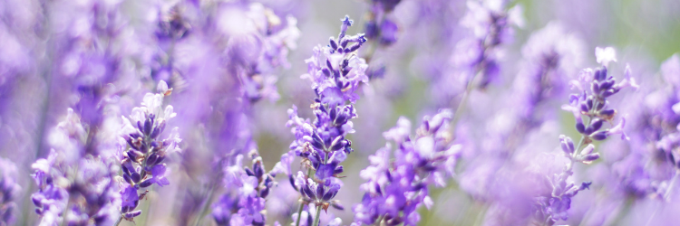 Lavender Flowers